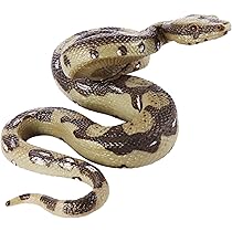 ３匹の蛇 あぱー@爬虫類 (@NOIR_Axanthic) / X